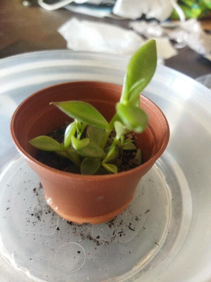 Lenophyllum acutifolium bark