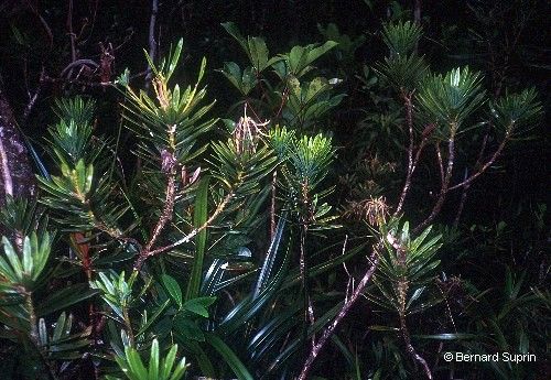 Podocarpus decumbens habit