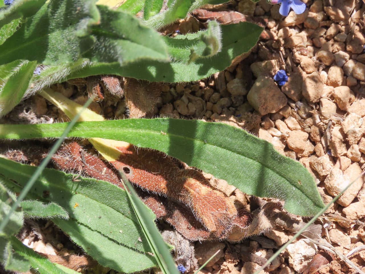 Cynoglottis barrelieri — search result for 'Anchusa'