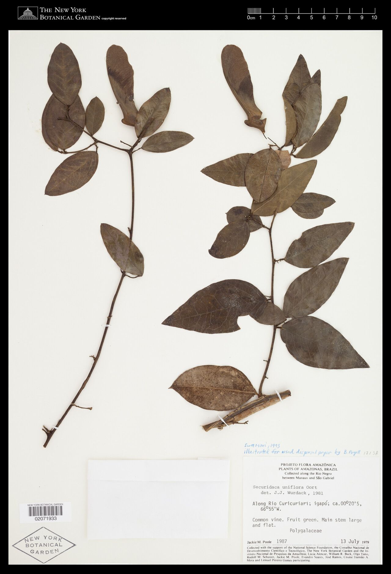 Securidaca uniflora leaf