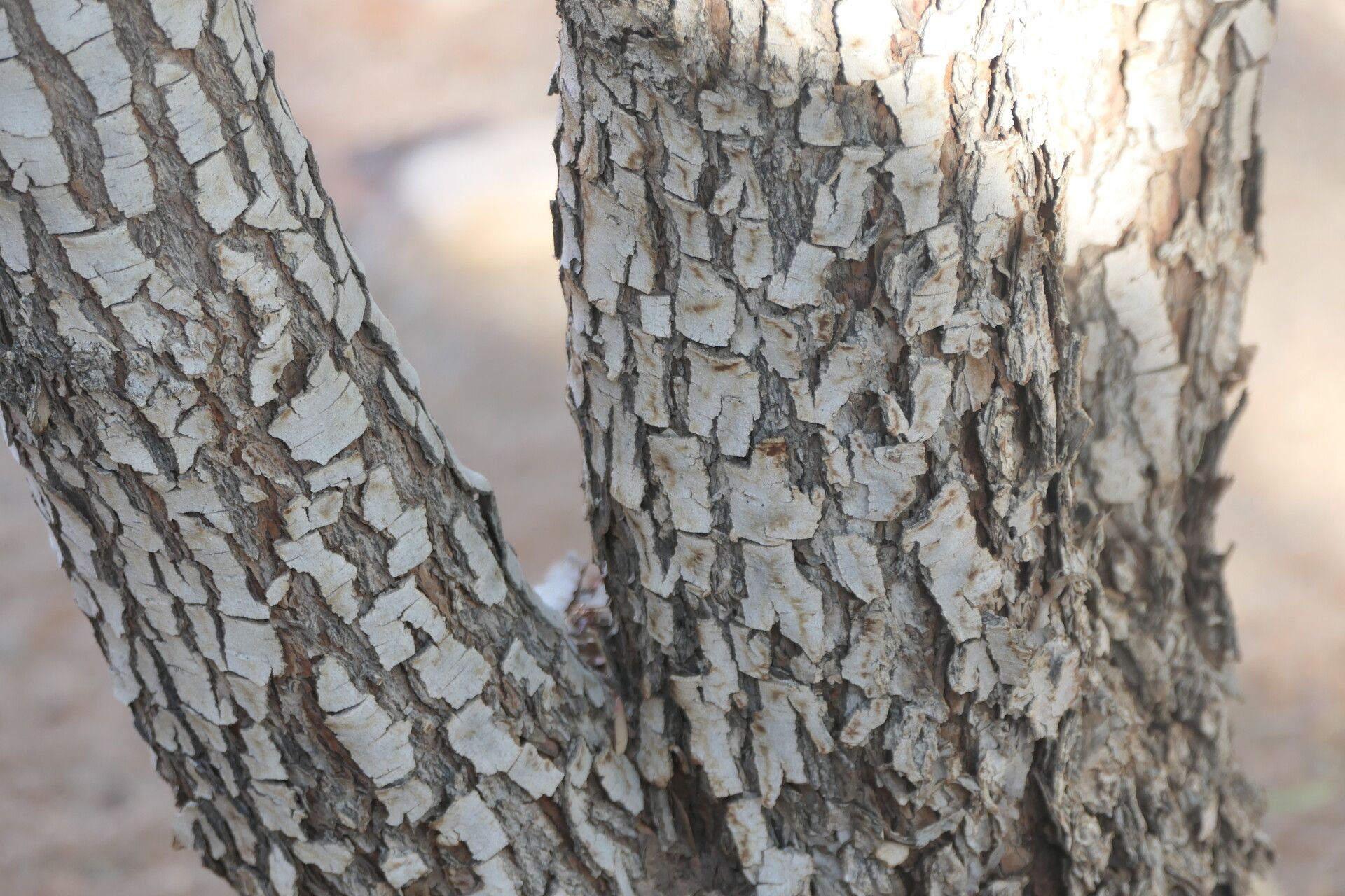 Euclea pseudebenus bark