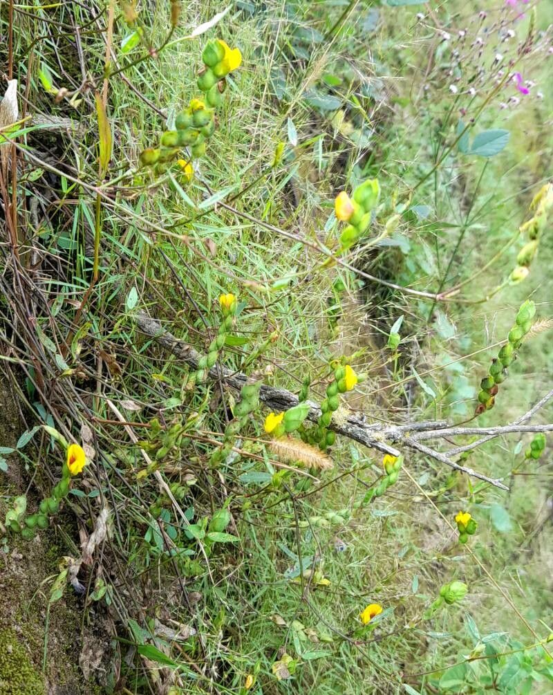 Zornia contorta habit