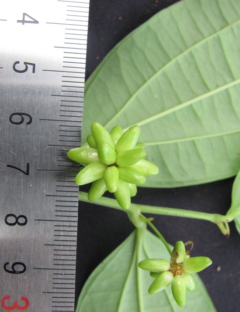 Smilax spissa — search result for 'Smilax'