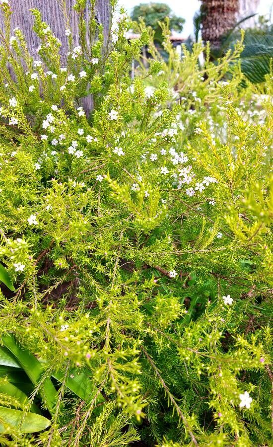 Diosma hirsuta habit