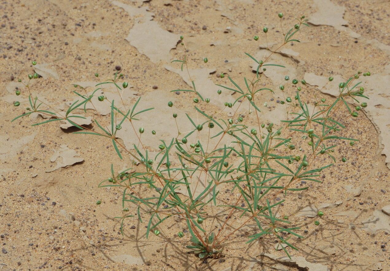 Mollugo cerviana other