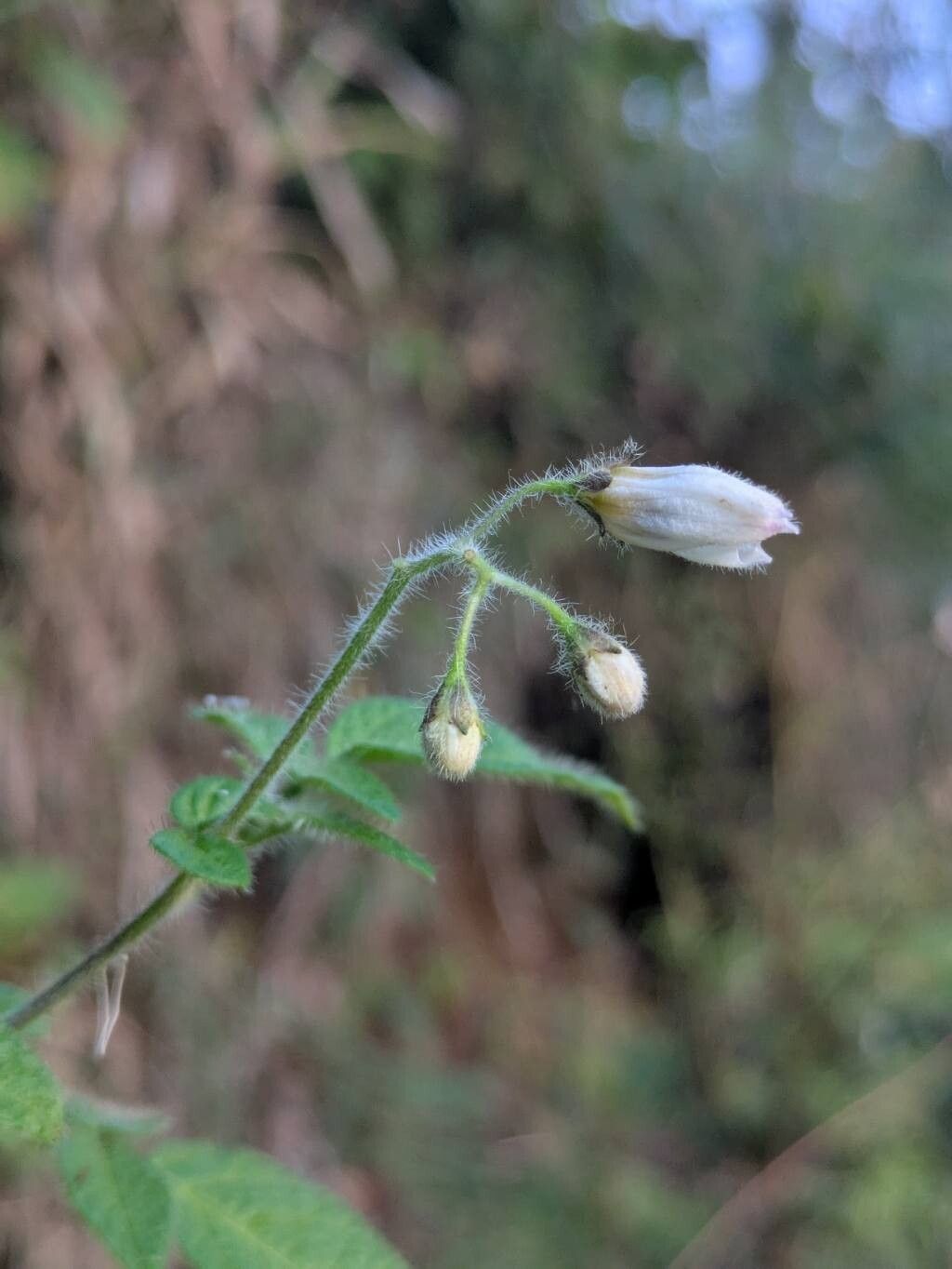 Solanum caripense — houseplant care guide