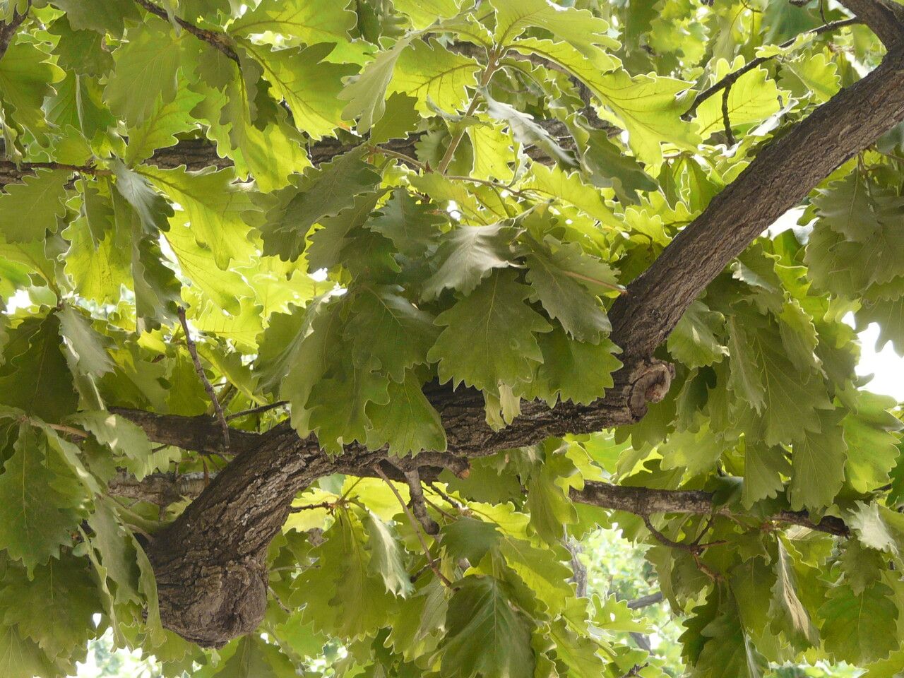 Quercus mongolica leaf
