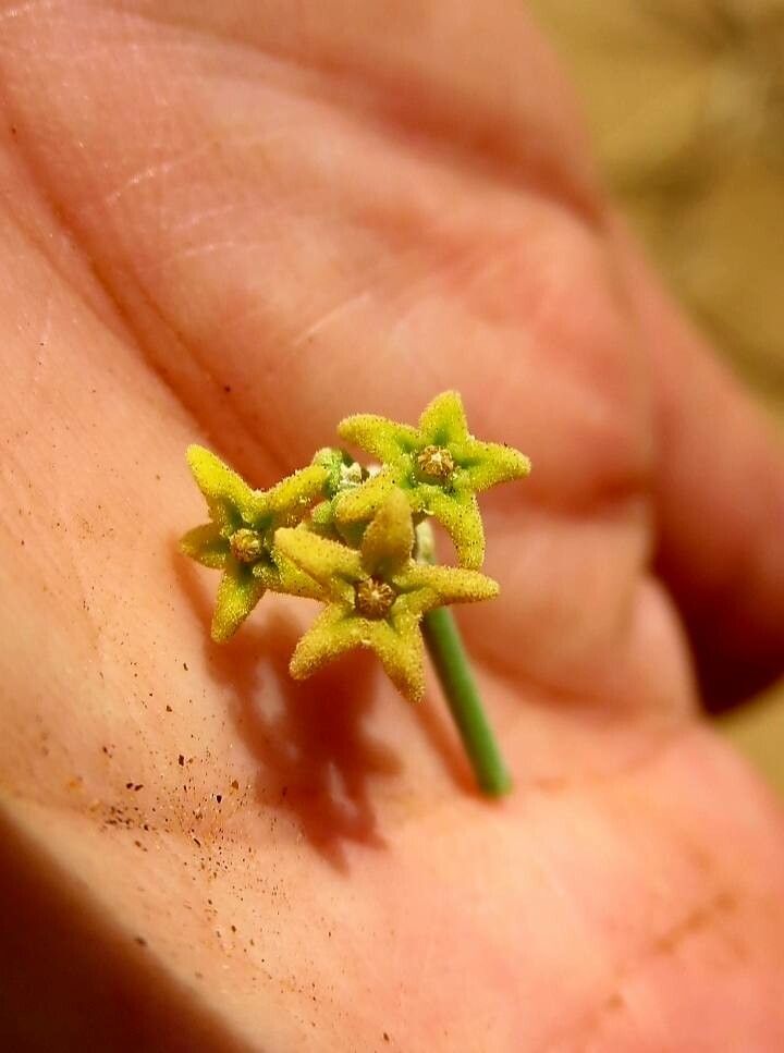 Leptadenia pyrotechnica flower