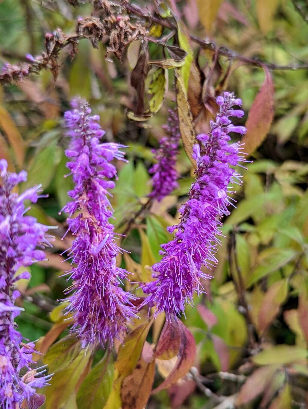 Elsholtzia stauntonii flower