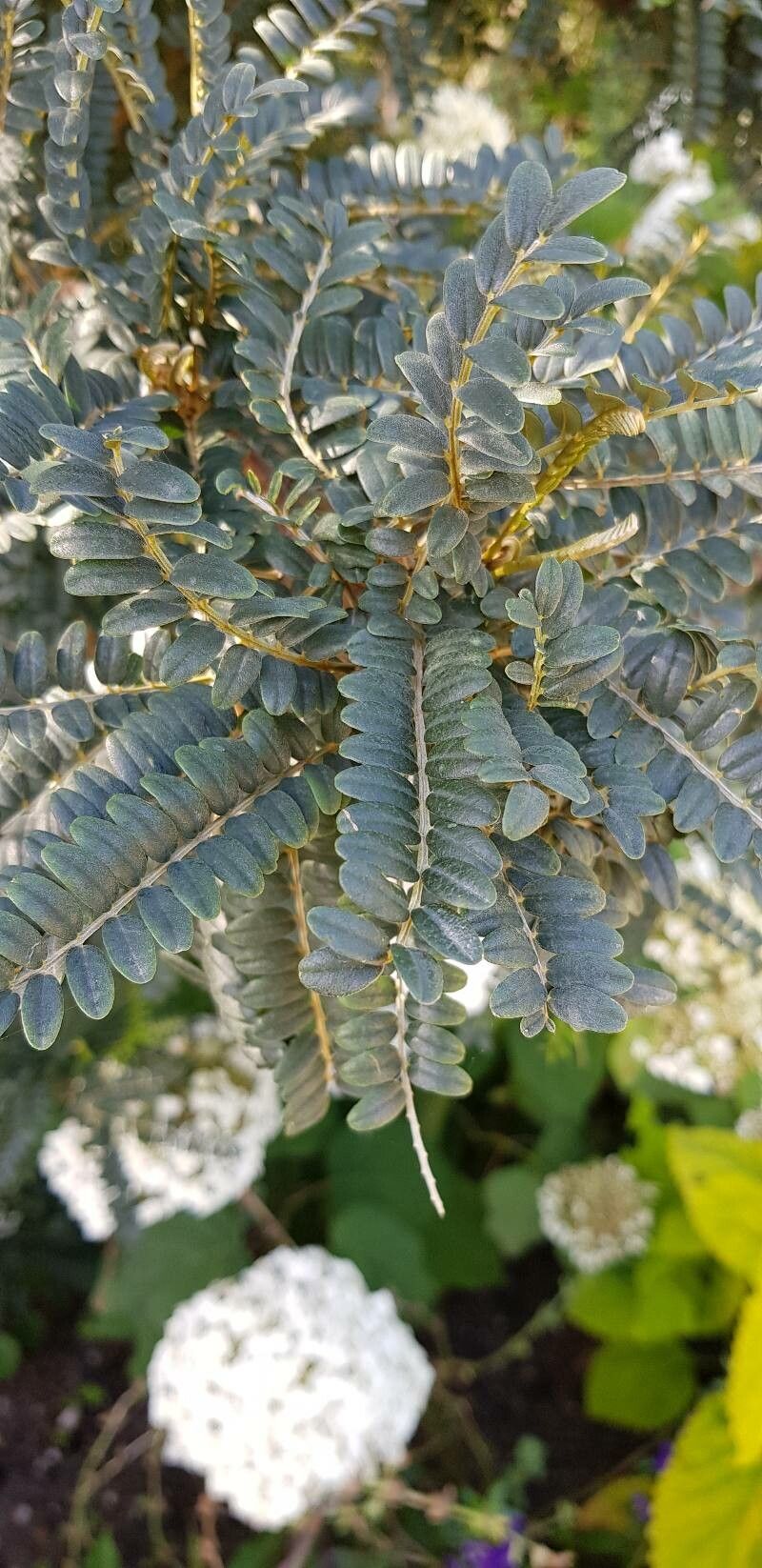 Sophora tetraptera — search result for 'Sophora'