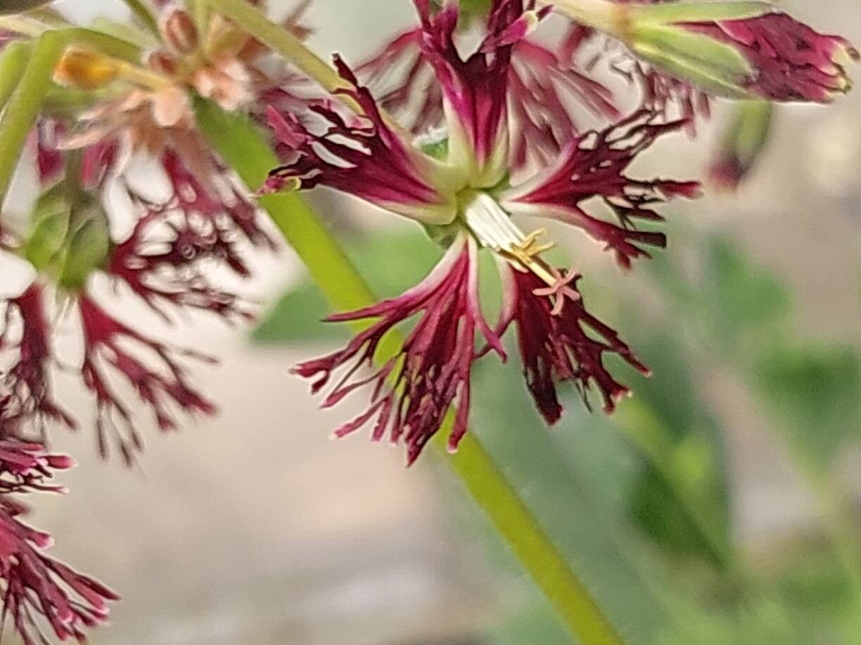 Pelargonium caffrum flower