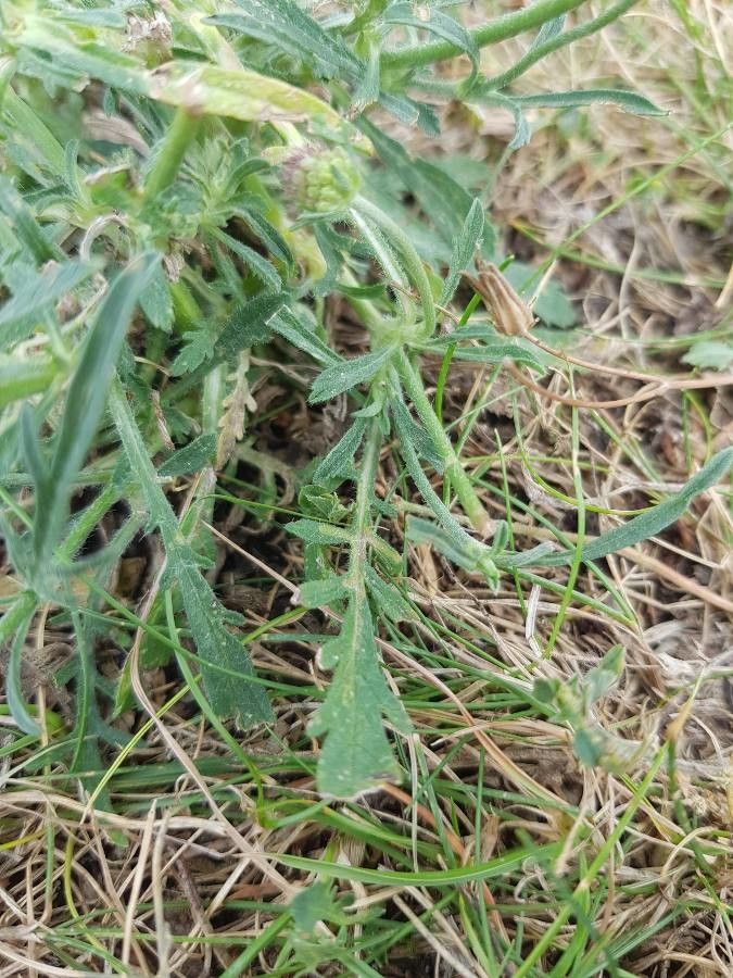 Scabiosa columbaria — houseplant care guide