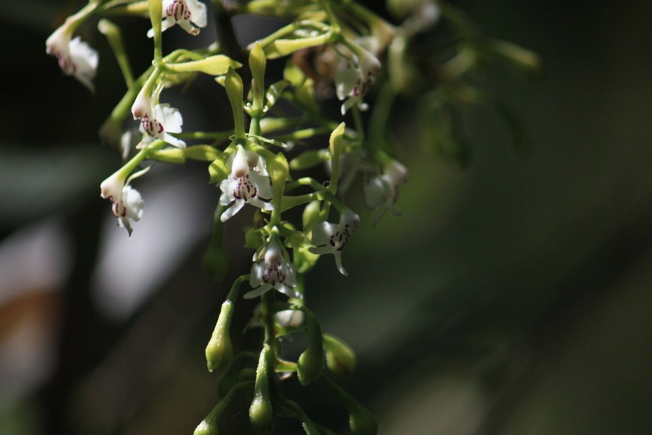 Epidendrum piliferum — search result for 'Epidendrum'
