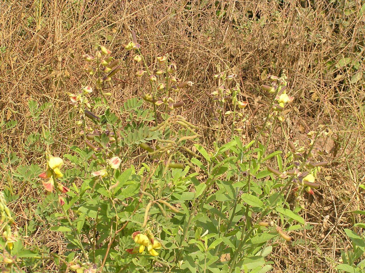 Crotalaria retusa flower