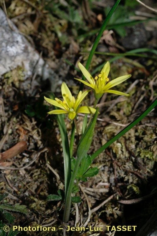 Gagea reverchonii habit