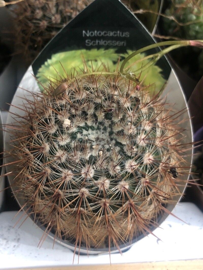 Parodia erubescens — plants for gifts houseplant