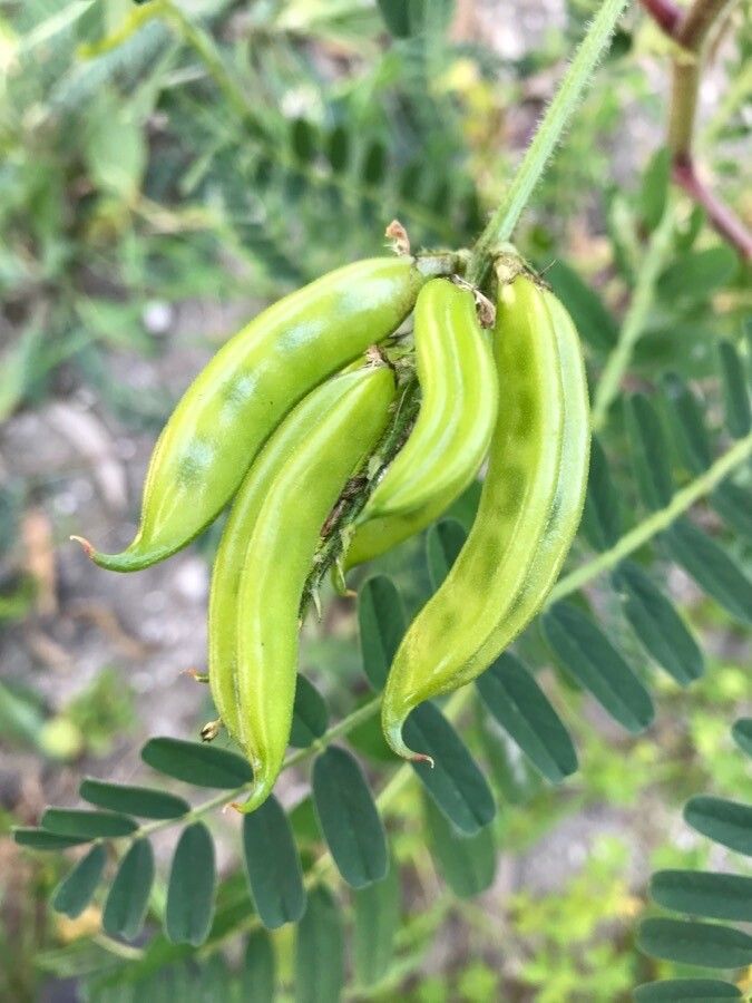 Astragalus boeticus fruit