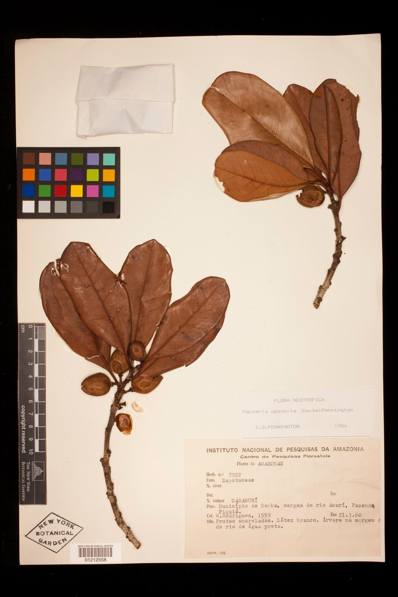 Pouteria opposita fruit