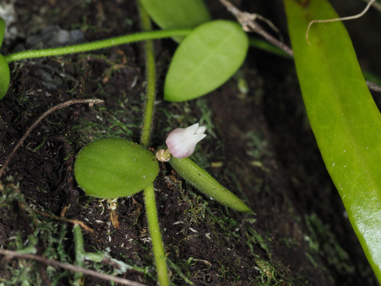 Dischidia immortalis flower