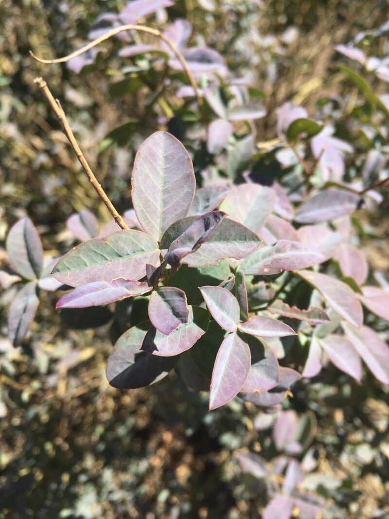 Adenocarpus anagyrifolius leaf