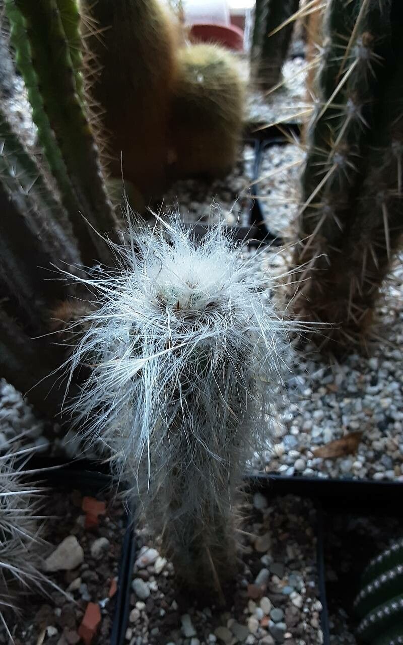 Oreocereus hendriksenianus leaf