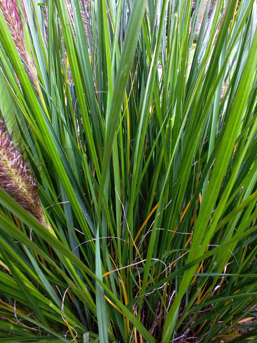 Cenchrus alopecuroides leaf