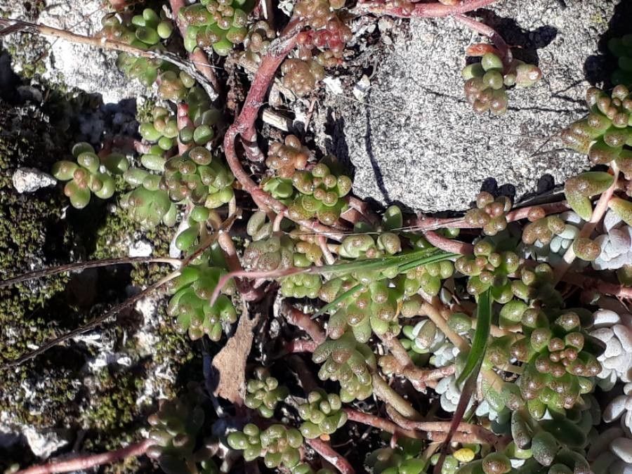 Sedum caespitosum — houseplant care guide