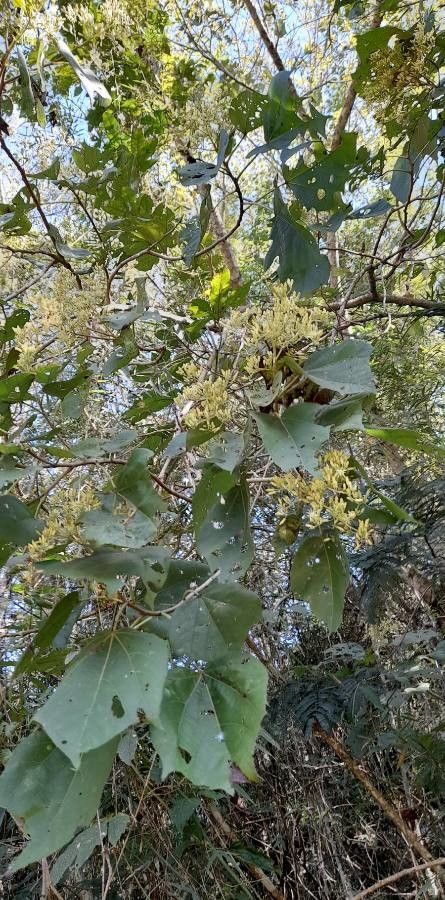 Heliocarpus popayanensis other
