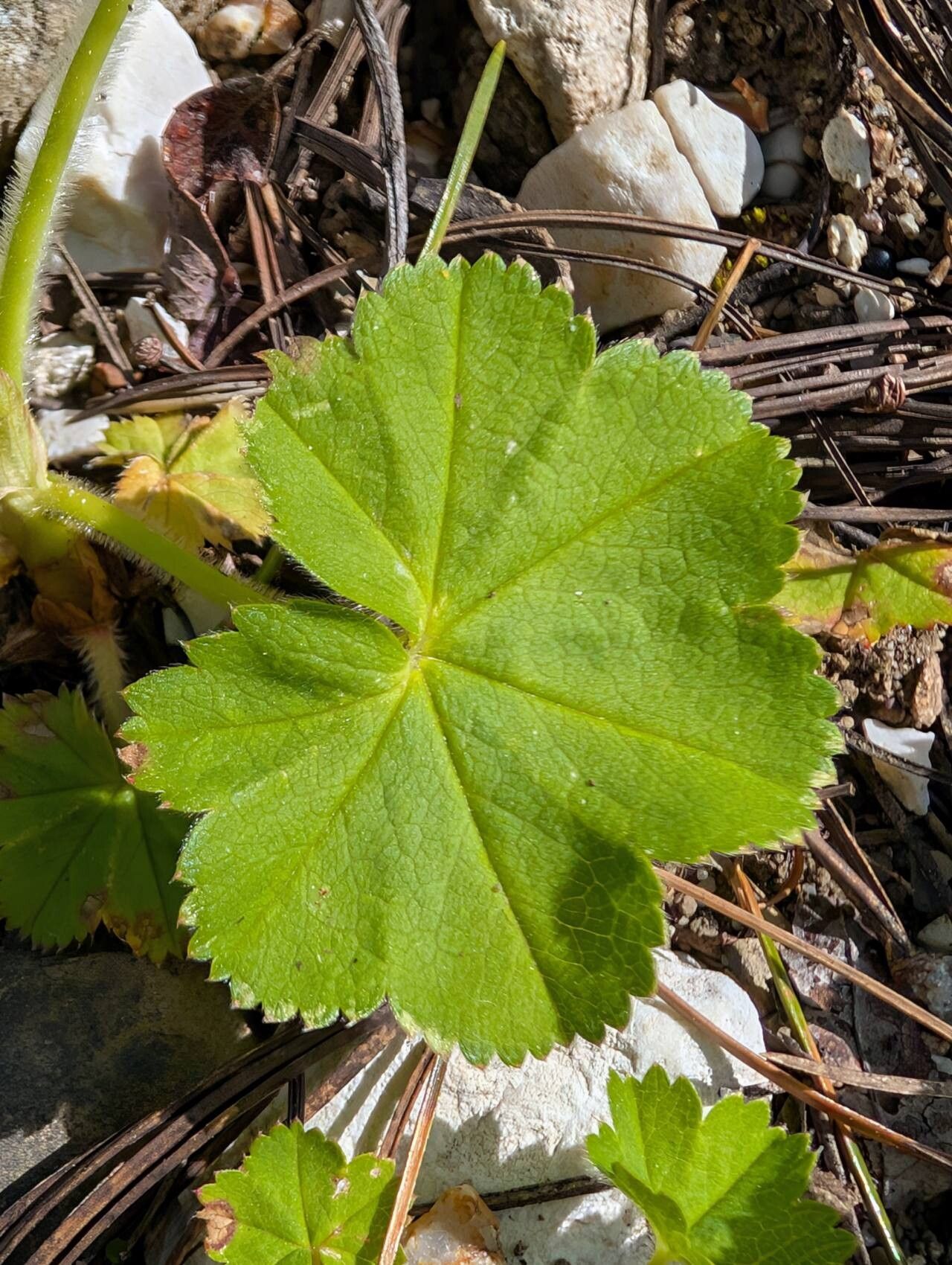 Alchemilla plicata — search result for 'Alchemilla'