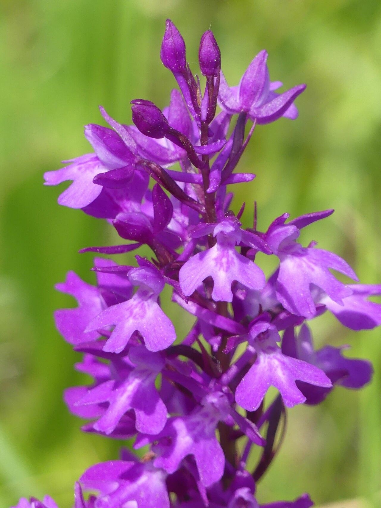 Anacamptis x duquesneyi flower