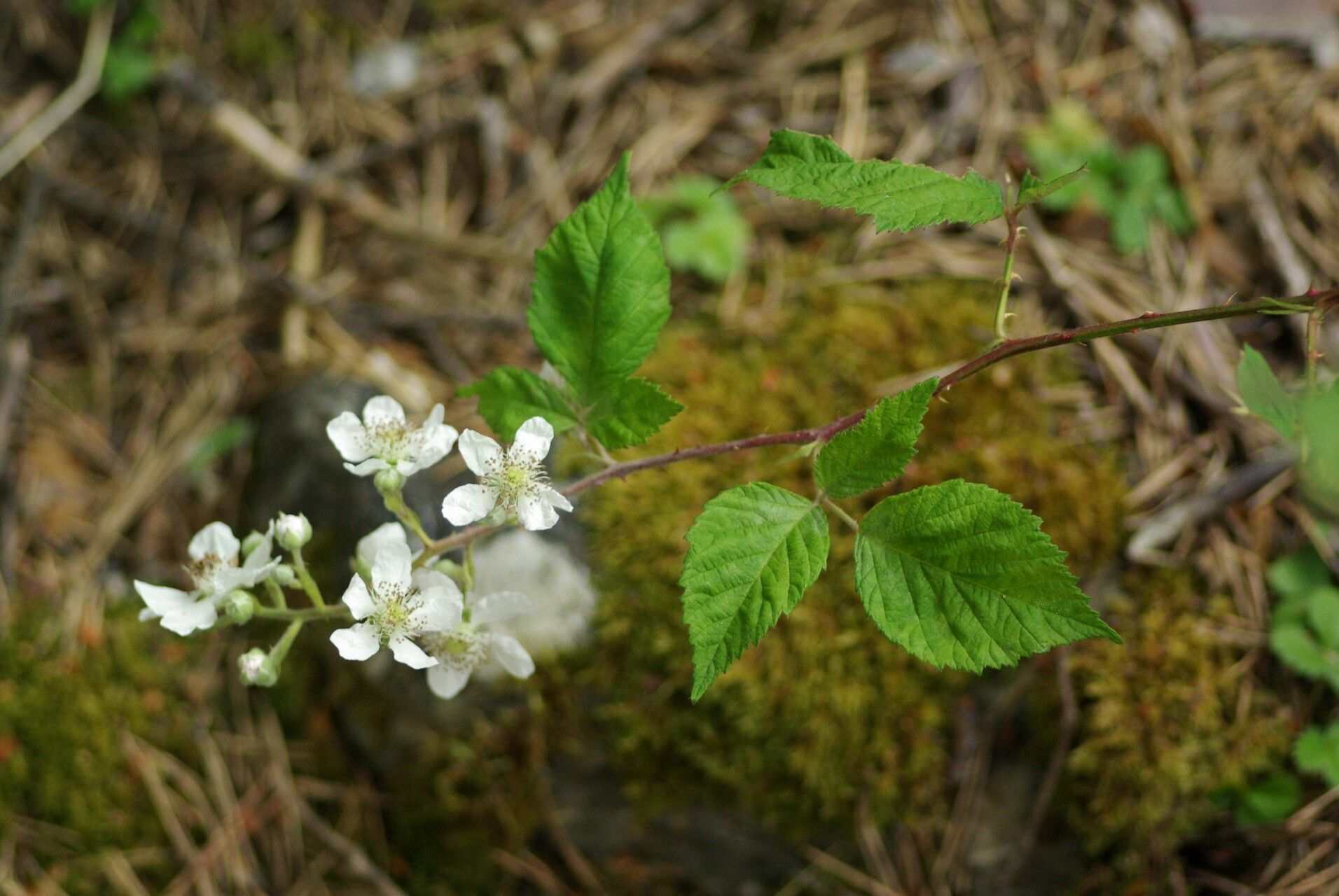 Rubus vigoi — houseplant care guide