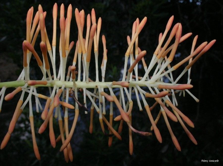Virotia neurophylla flower
