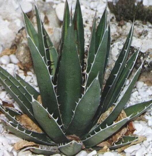 Agave ghiesbreghtii habit