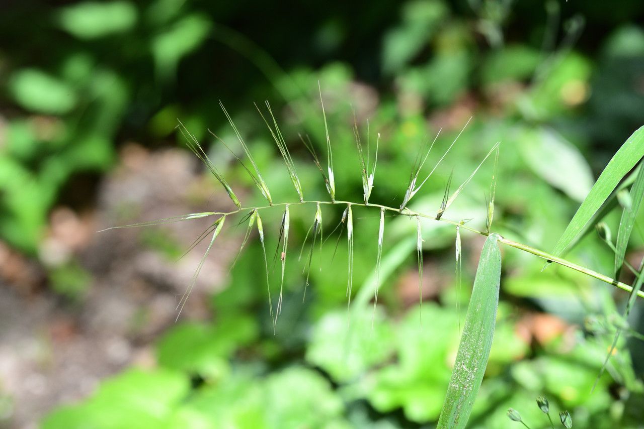 Vulpia microstachys flower