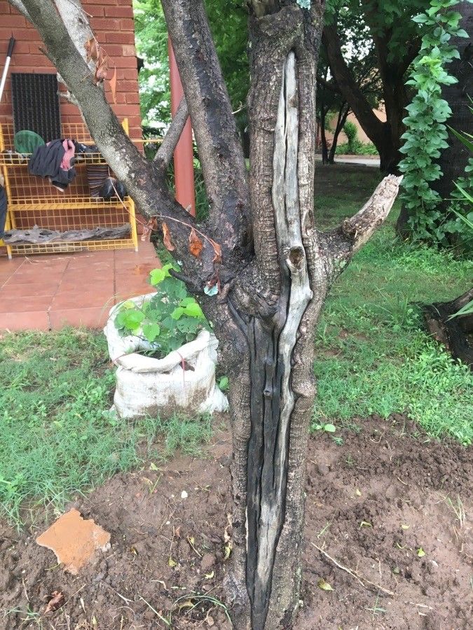 Englerophytum magalismontanum bark