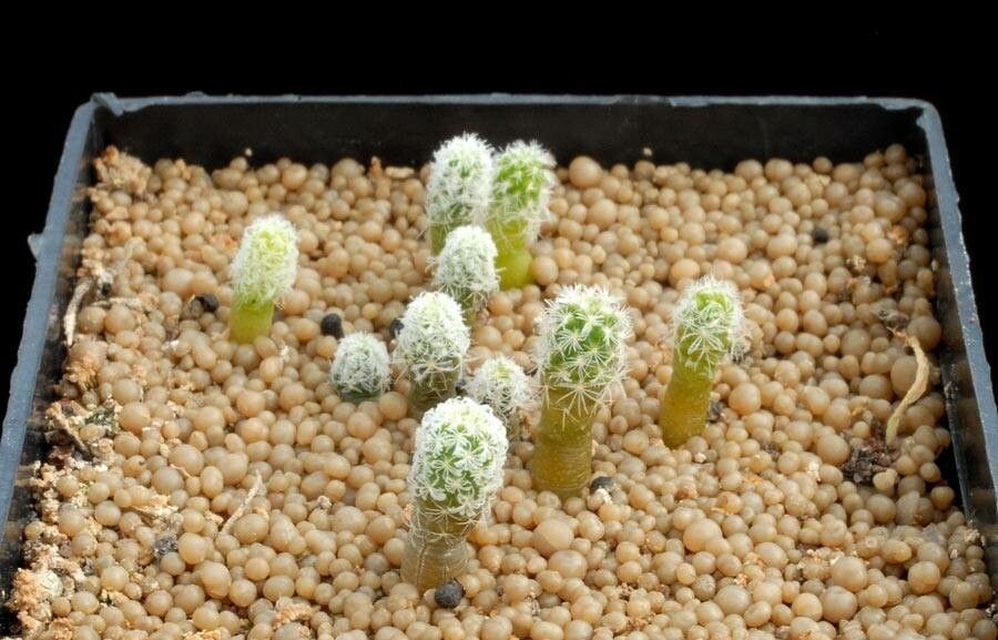 Rapicactus zaragosae other