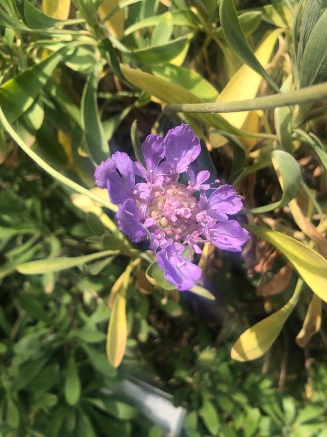 Lomelosia divaricata flower