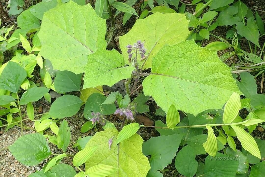 Solanum barbisetum — houseplant care guide