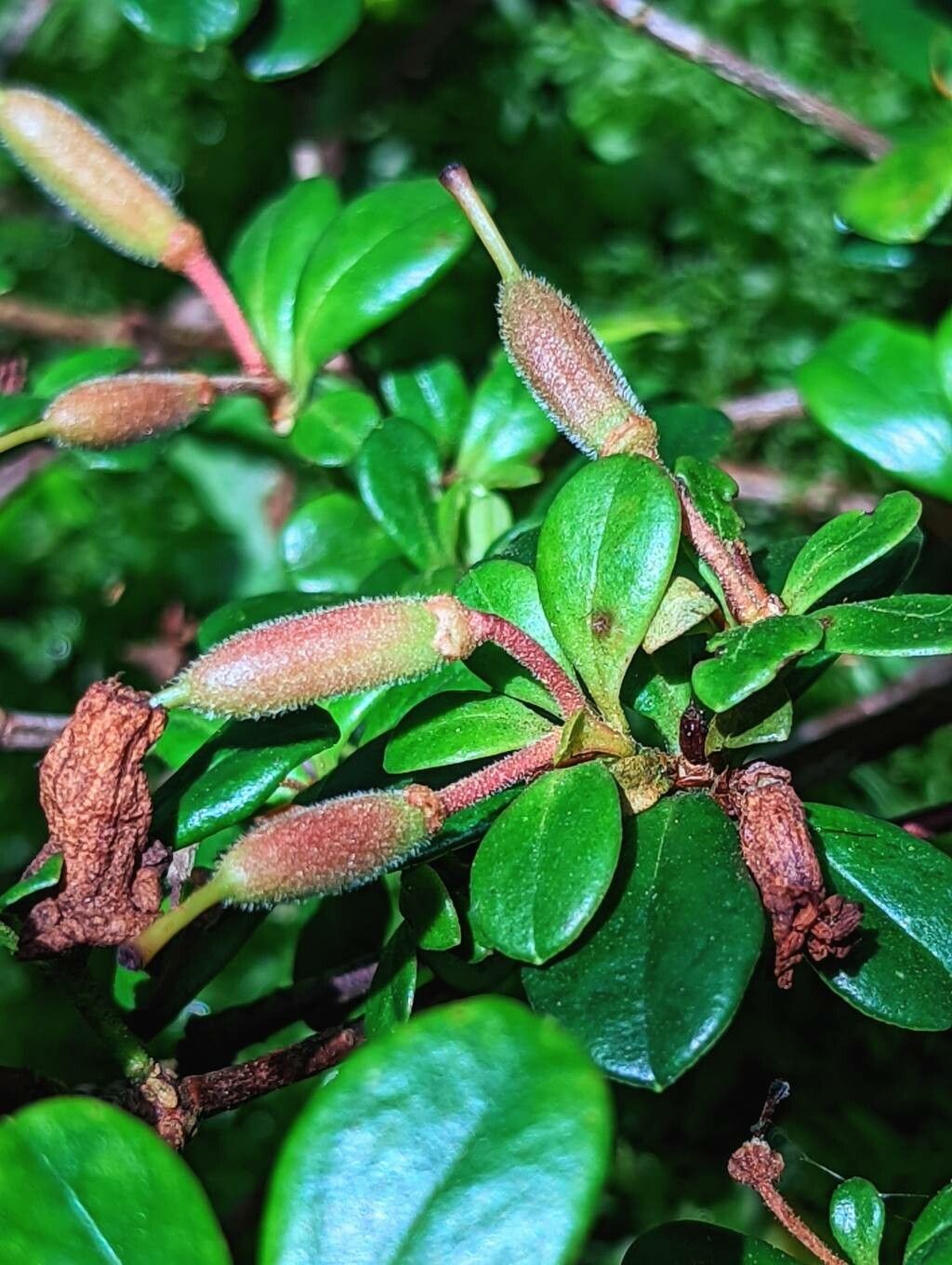 Rhododendron pauciflorum fruit