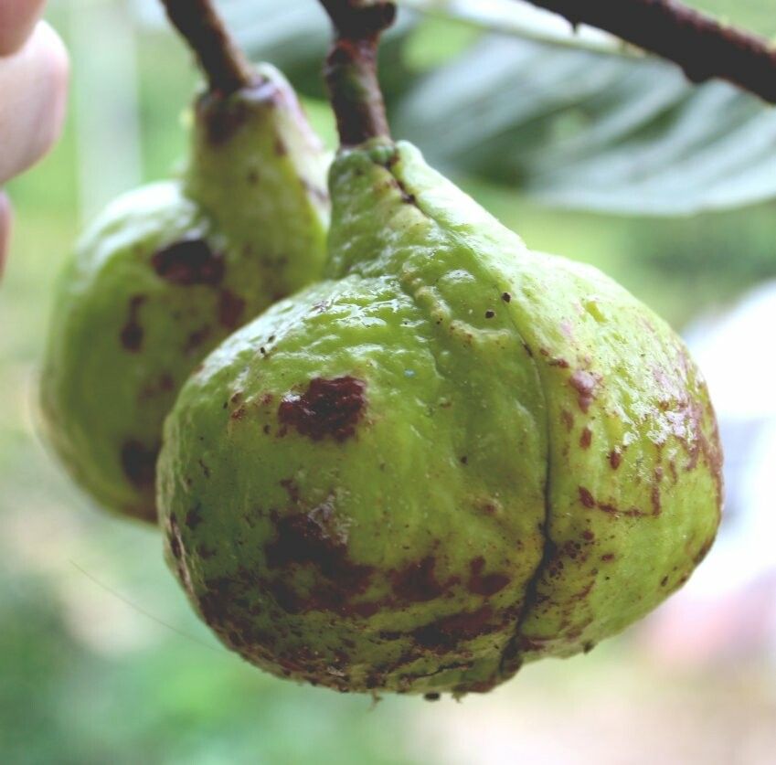 Iryanthera lancifolia — houseplant care guide