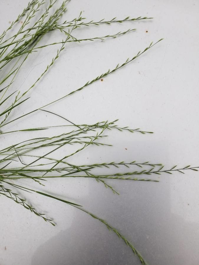 Vulpia unilateralis flower