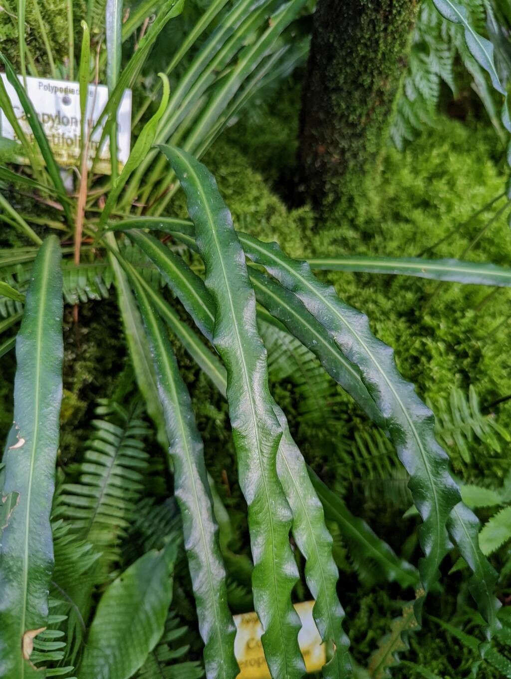 Campyloneurum angustifolium — search result for 'Polypodiaceae'