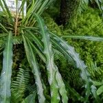 Campyloneurum angustifolium