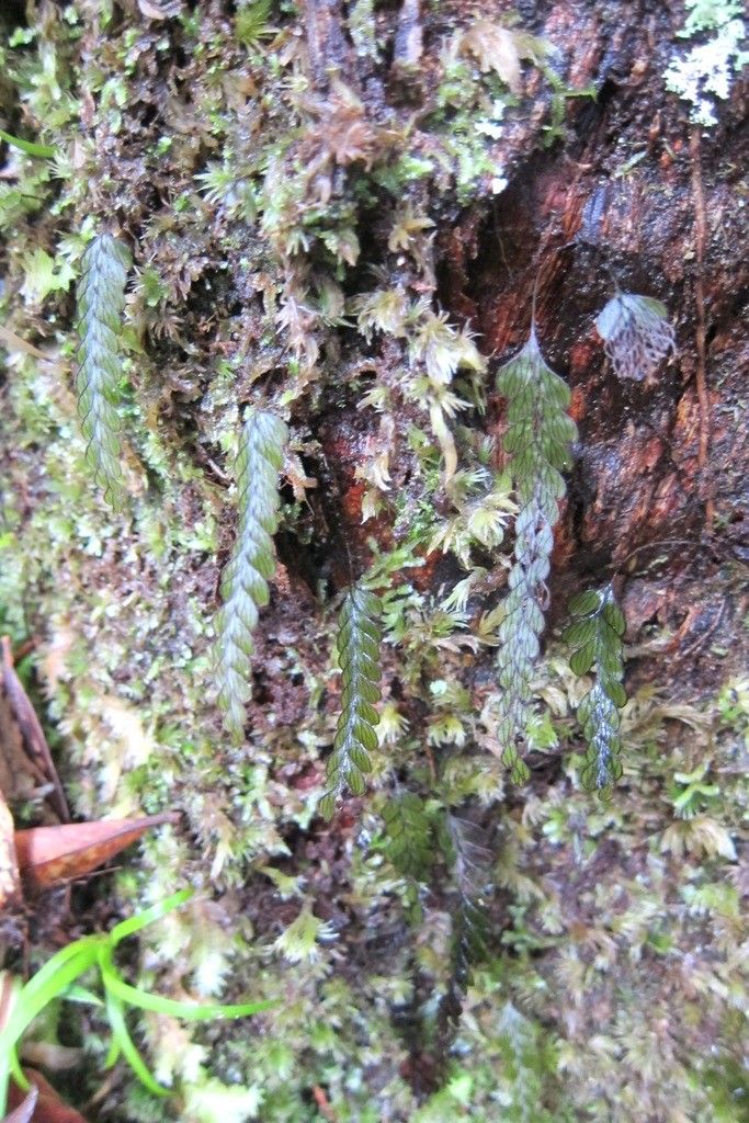 Hymenophyllum rolandi-principis habit