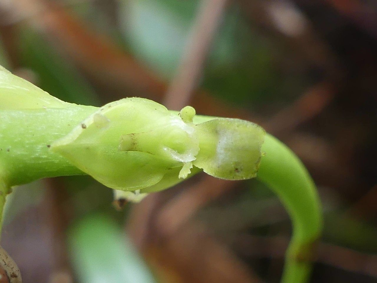 Bulbophyllum clavatum flower