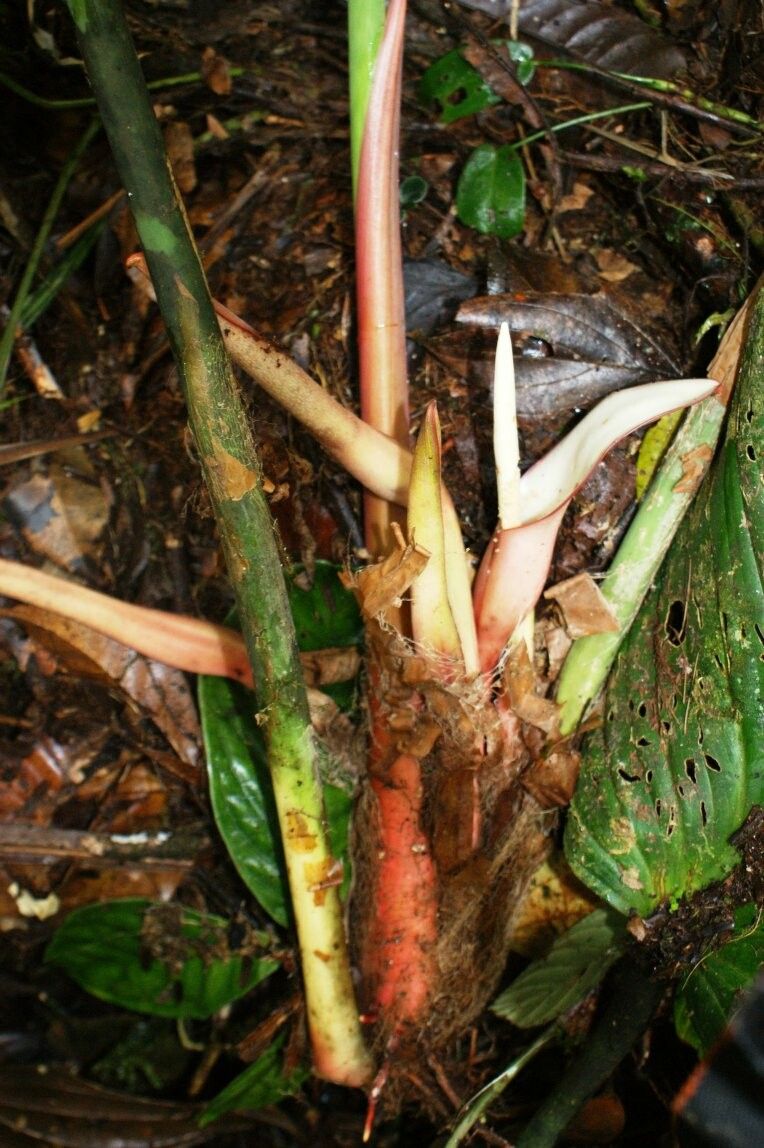Philodendron asplundii bark
