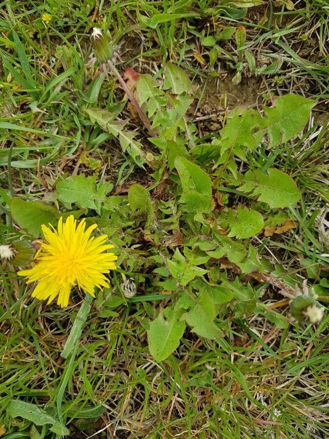 Taraxacum mattmarkense — search result for 'Taraxacum'