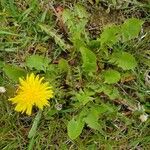 Taraxacum mattmarkense
