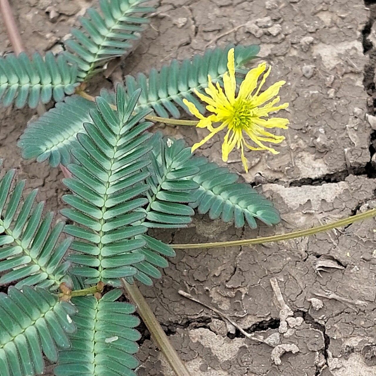 Neptunia gracilis flower