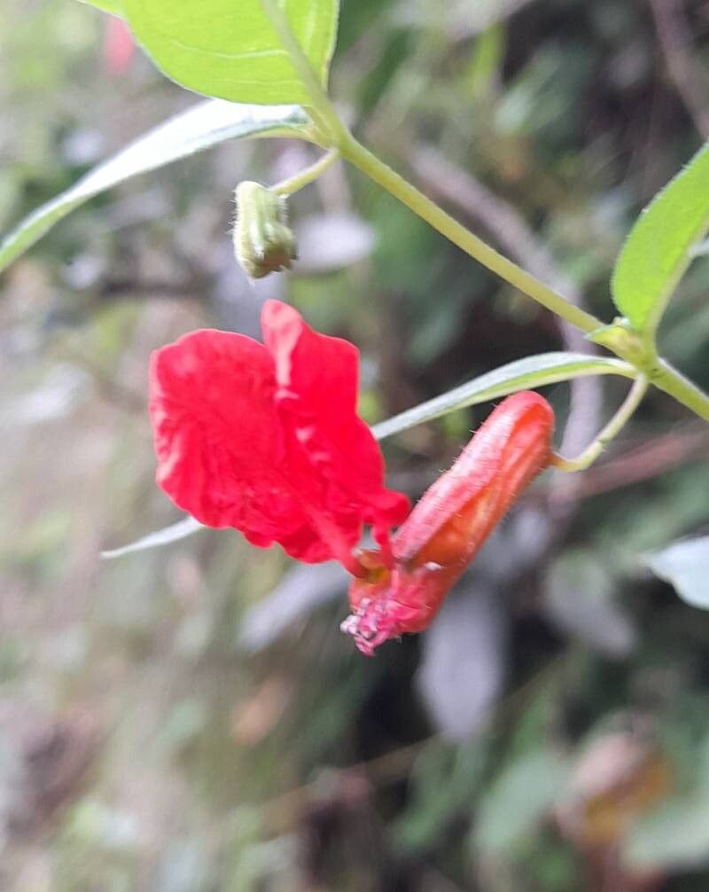 Cuphea cordata flower